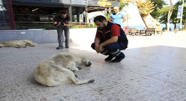 Yalova Belediyesinde sokak hayvanlarına aşı ve parazit ilacı uygulaması