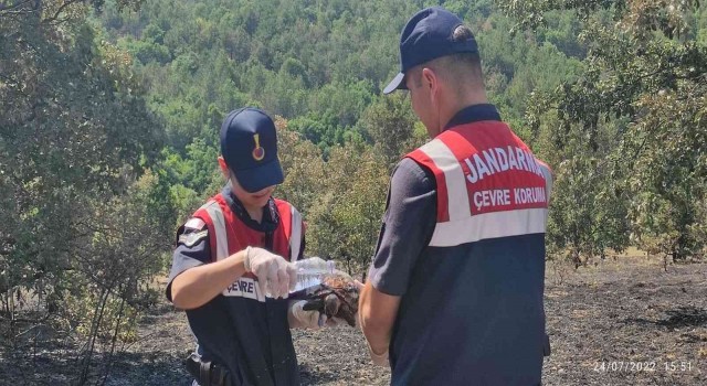 Yangından kaçamayan kaplumbağalar böyle kurtarıldı