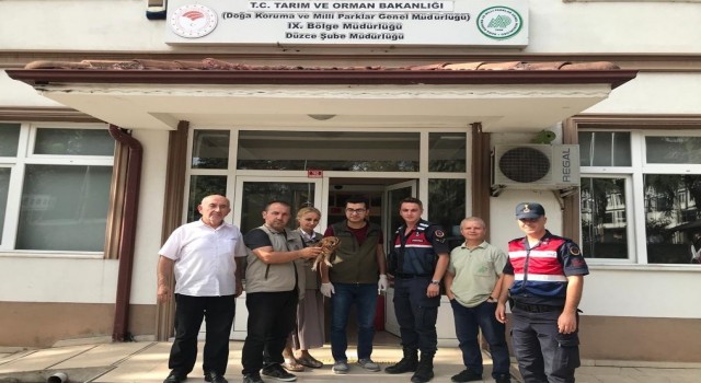 Yaralı baykuş tedavi altına alındı