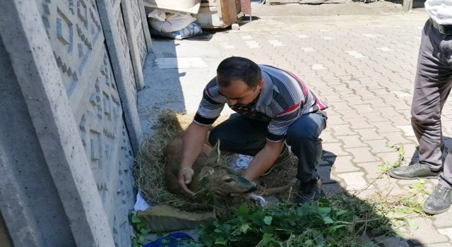 Yaralı karaca koruma altına alındı