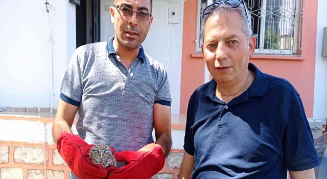 Yaralı kukumav kuşu yavrusu tedavi edilecek