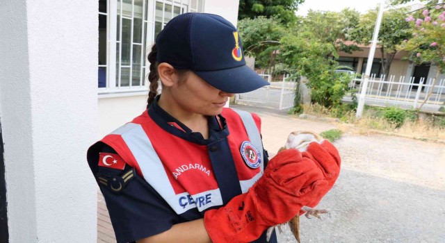 Yaralı olarak bulunan baykuş ve leylek tedavi altına alındı