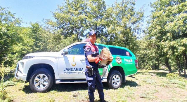 Yaralı şahini jandarma ekipleri kurtardı