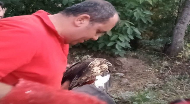 Yarlı atmaca tedavi altına alındı