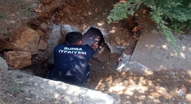 Yavrularıyla birlikte zifte yapışan anne köpek itfaiye ekiplerince böyle kurtarıldı