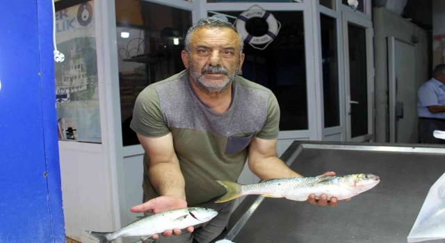 Yaz aylarında tezgâhlar kültür balıklarına kaldı