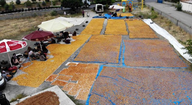 Yaz meyvesi ‘kayısı hasat sonrası kurutulup kışa hazırlanıyor