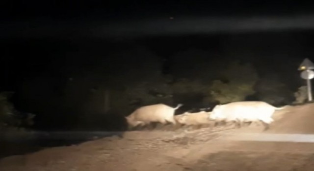 Yemek bulamayan domuz sürüsü köye indi