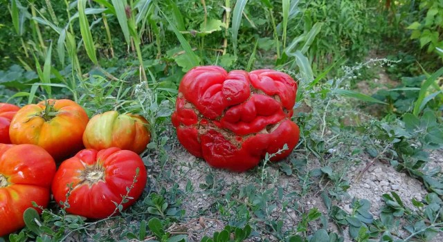 Yerli ‘Maniye domatesi coğrafi işaretle tescillendi