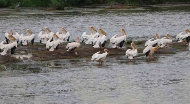 Yeşilırmakın sevimli misafirleri: Pelikan sürüsü ilk kez görüldü