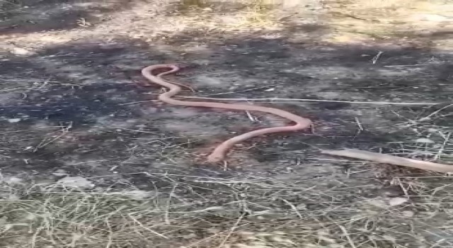Yılanı gören köylülerin “piton mu kobra mı” diyaloğu gülümsetti