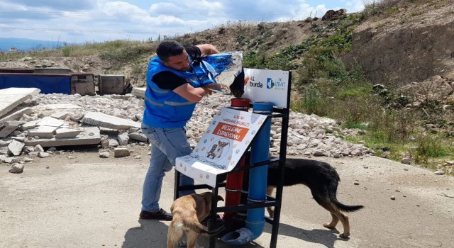 Yiyecek bulmakta zorlanan hayvanlar için mama bırakılıyor