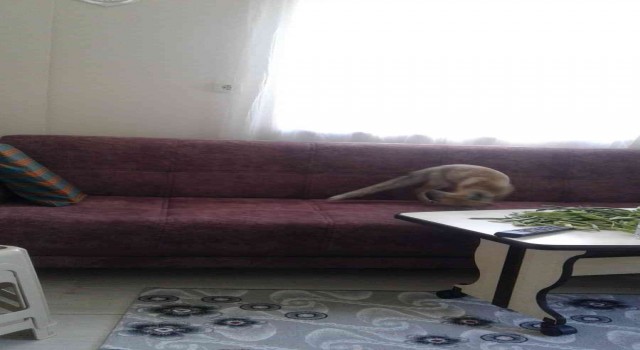 Yolunu şaşıran tilki eve girdi