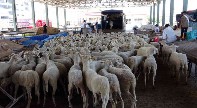 Yozgatta ihtiyaç sahipleri için 500 koyun kesildi