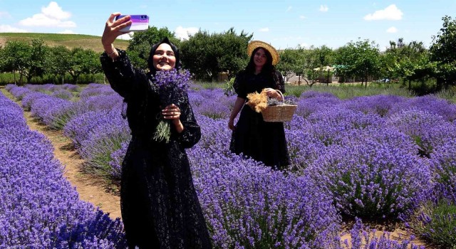 Yozgatta lavanta bahçesi doğal stüdyo alanına döndü