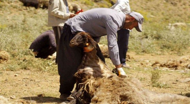 Yüksekovada renkli koyun kırkma şenliği