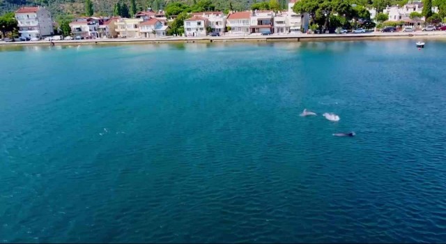 Yunuslardan Gemlik Körfezinde görsel şölen