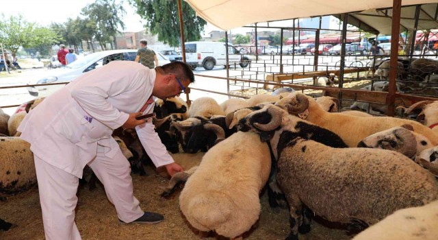 Yüreğirde kurban satış ve kesim yerleri belirlendi