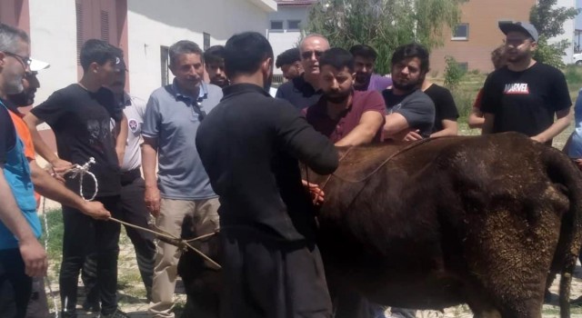 Yurt öğrencileri için kurban kesildi