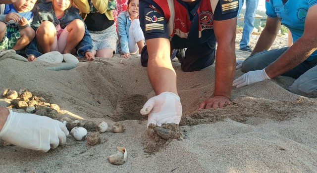 Yuvadan çıkamayan caretta carettalar jandarma tarafından denizle buluşturuldu