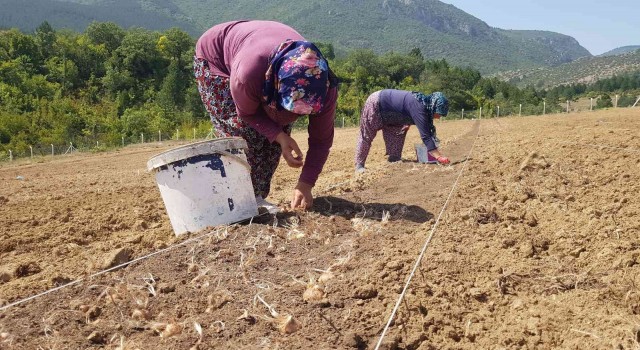 100 bin TLden satılması beklenen safranın soğanları toprakla buluştu