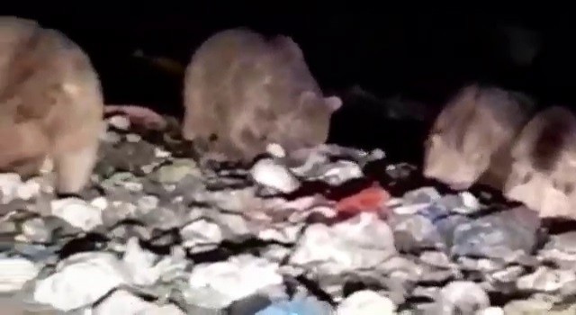 20den fazla ayı karnını doyurmak için çöplüğü istila etti