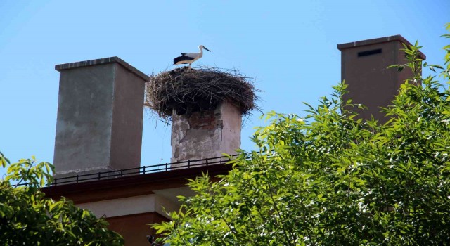 54 yıllık komşuluk, leylekler mahalle sakini oldu