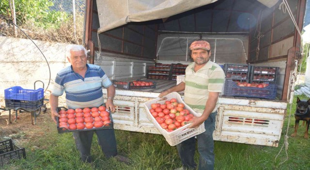 800 rakıma deneme amaçlı sera kurdu, tonlarca domates ve biber yetiştiriyor