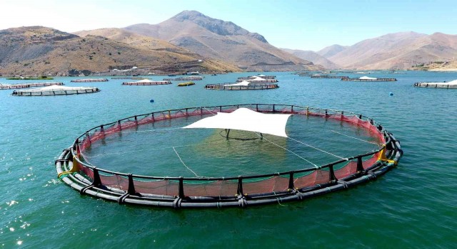 Adıyamandan Rusya ve Japonyaya ‘Türk somonu ihracatı