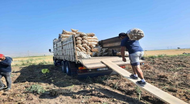 Afyonkarahisarda 2 belde ve 16 köyün geçimini sağladığı patateste rekolte yüzleri güldürdü