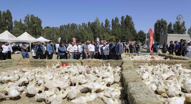 Ağrıda 5 bin adet kaz palazı üreticiye dağıtıldı