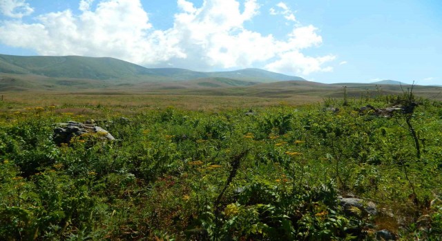 Ağustos sıcağı Posof yaylalarında kar bırakmadı