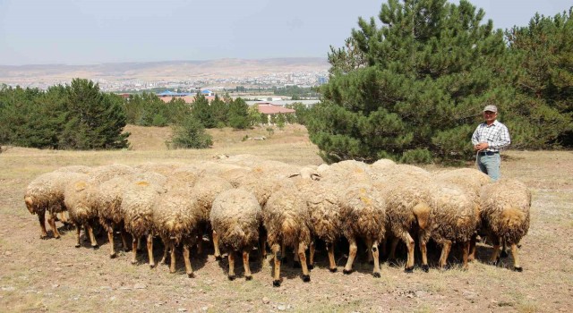Akademik koyunlar öğrencilere burs desteği sağlayacak