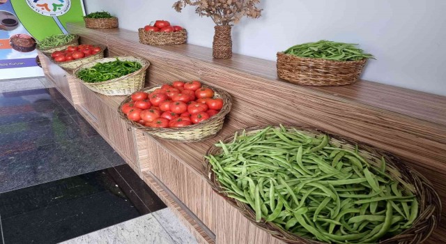 Akyurt Fasulyesinin üretimi artırılacak