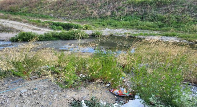 Alibeyköy deresinde balık ölümleri
