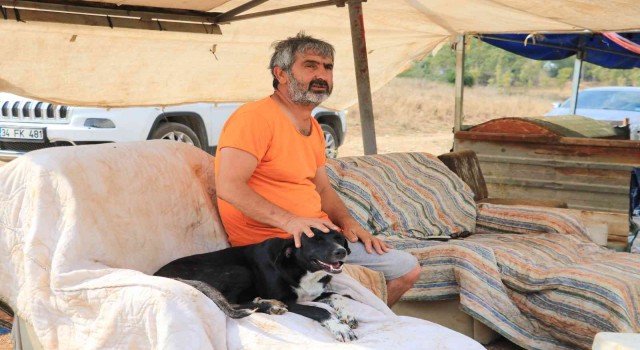 Almanya bir sokak köpeği kazandı