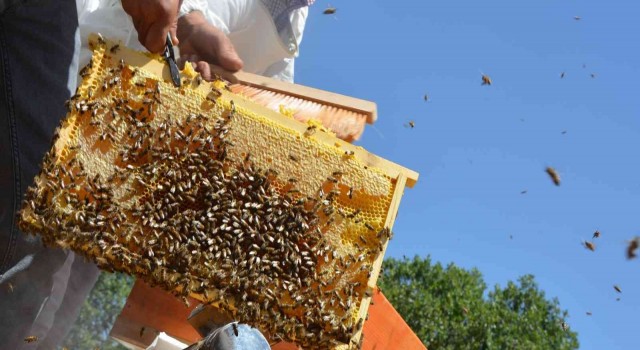 Altın balda hasat dönemi başladı: Hedef 2 bin ton bal elde etmek