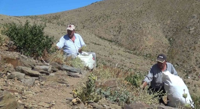 Amanosların zirvesinde yayla çayı mesaisi
