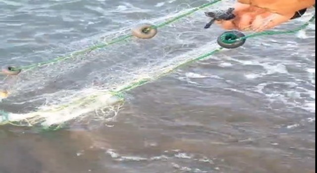 Antalyada balıkçı ağına takılan caretta yavruları kurtarıldı