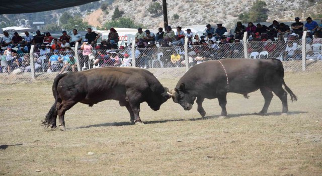 Antalyada boğa güreşlerinde heyecanlı anlar yaşandı