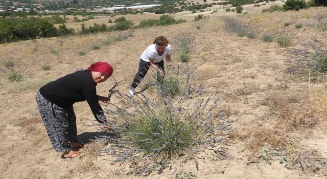 Antalyada çorak topraklar lavanta ile mora büründü