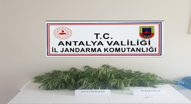 Antalyada jandarmadan kenevir operasyonu: 1 gözaltı