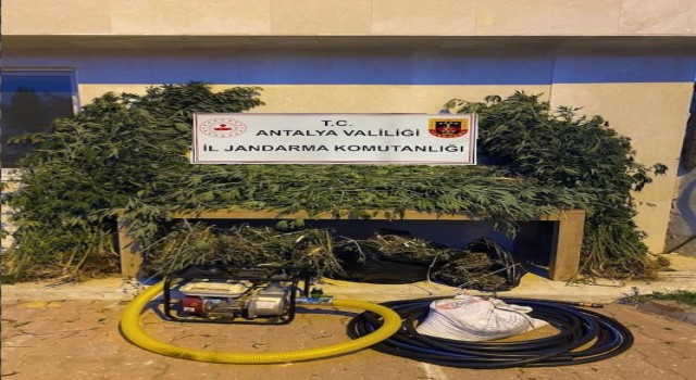 Antalyada ormanlık alana ekili bin 115 kök kenevir ele geçirildi