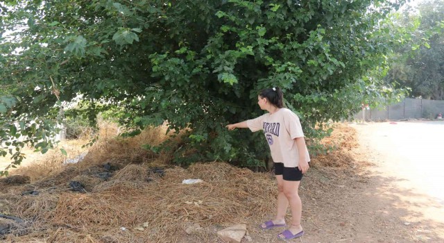 Antalyada vicdanları sızlatan olay: Ağaç altında bebek bulundu