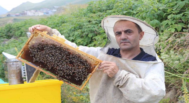 Anzer Balında bal sağımı gerçekleştirildi