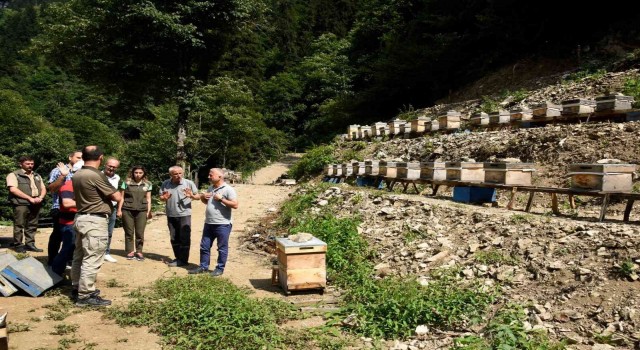 Artvinde bal ormanları arıcıların hizmetine açılmaya devam ediyor