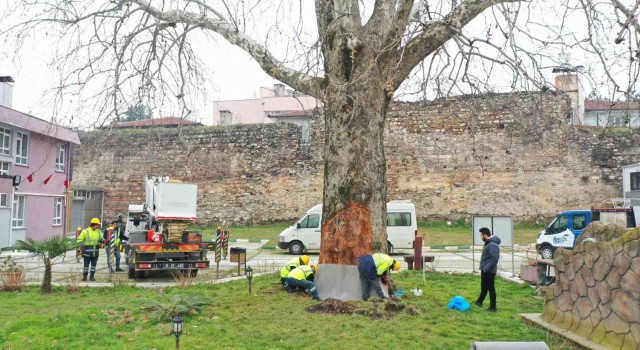 Asırlık çınarlar ‘Çınar Hekimleri ile güvende