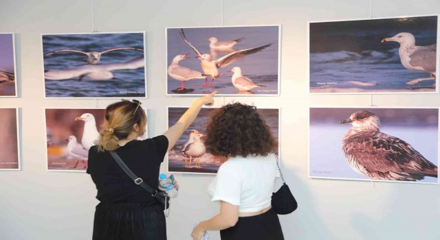 Atakum Belediyesinden nesli tükenen kuşlar için fotoğraf sergisi