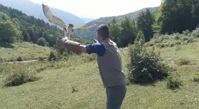 Avladığı yılanı yutamayıp fenalaşan kartal doğaya salındı