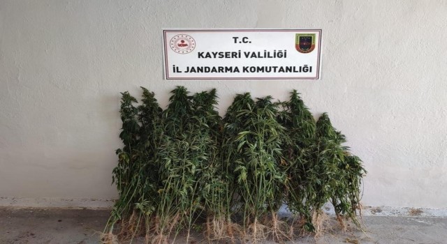 Ayçiçeği tarlasında kenevir yetiştiren şahıs yakalandı